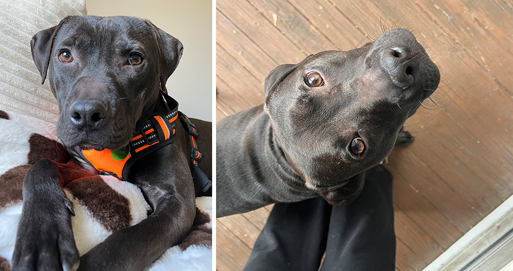 Black dog looking at the camera