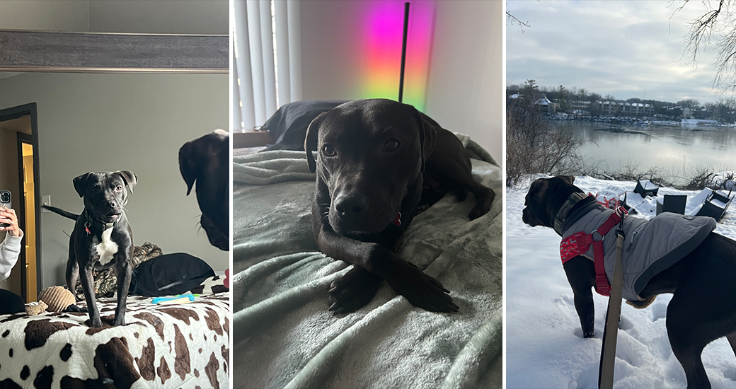 Dog looking in the mirror, laying on a bed and out in the snow