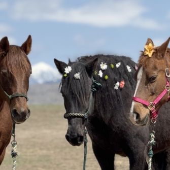 Three horses with flowers in their hair