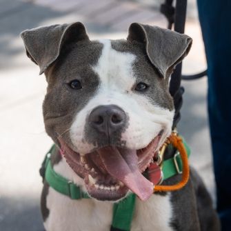 smiling grey and white pit bull-mix