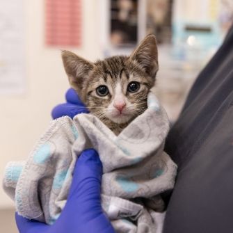 Kitten wrapped in a blanket being held by ASPCA employee