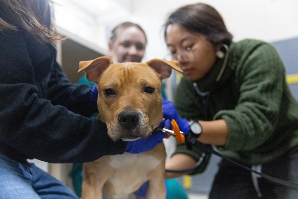 veterinarian treating a dog