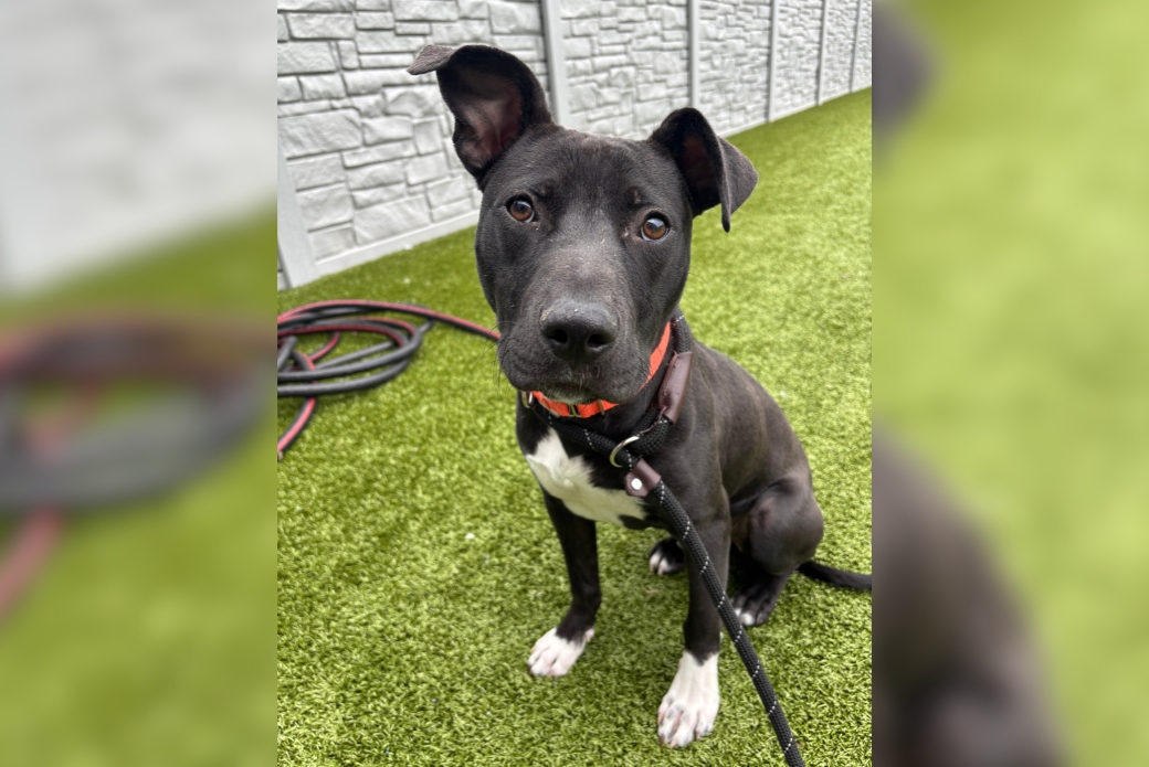 black pit bull sitting with one ear up