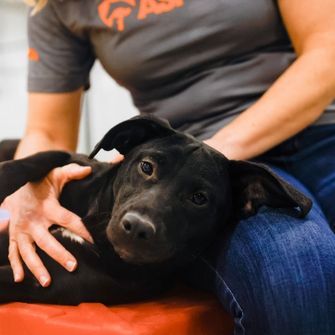 Black pit bull laying down on someone's lap