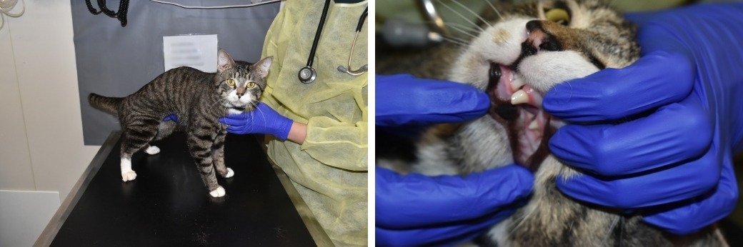 Cat with broken tooth