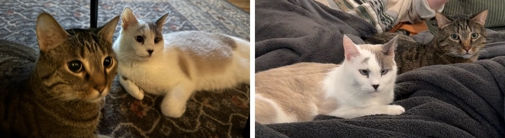 cats laying together