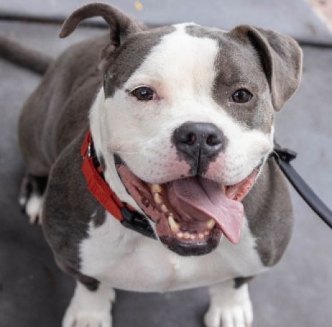 smiling grey and white pit bull-mix