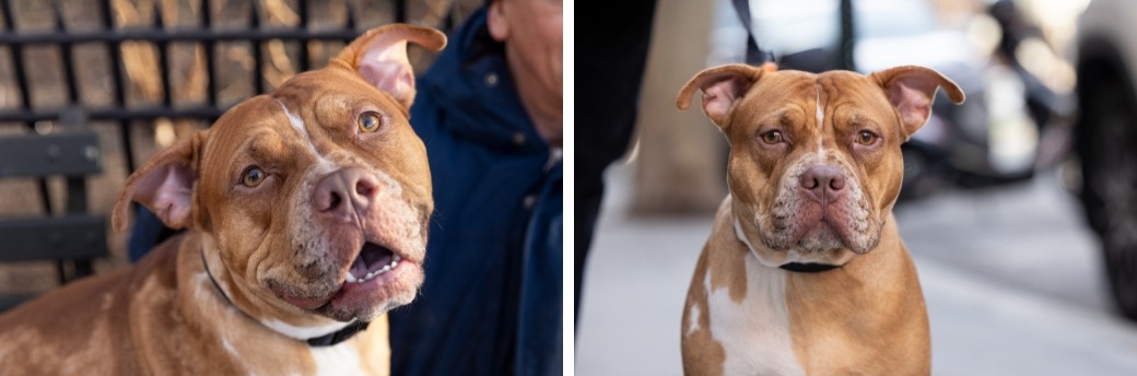 tan pit bull sitting outside