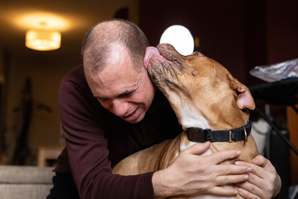 tan pit bull licking his adotper's face