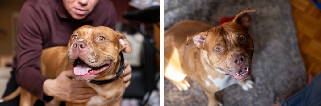 tan pit bull smiling