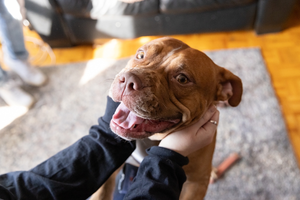 tan pit bull smiling while being petted