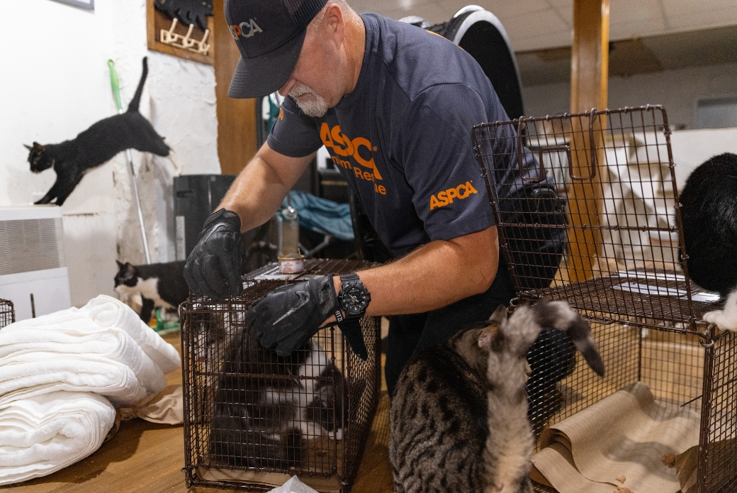 field responder trapping a cat during a rescue