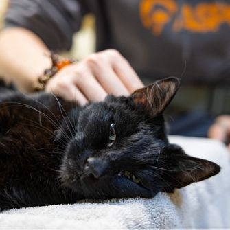 cat being pet while laying down