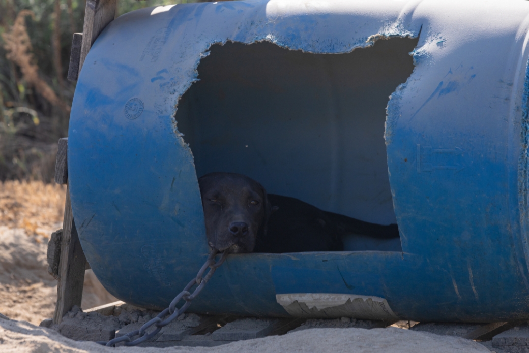 Dog chained up outside