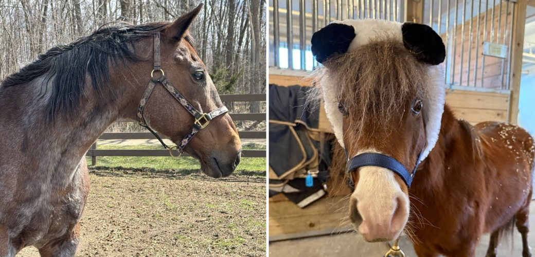 Pictures of two different horses