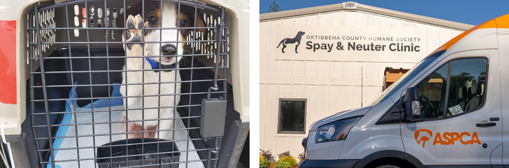 dog in crate, transport van in front of building