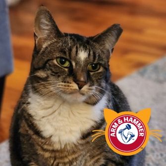 A cat sitting and looking at the viewer