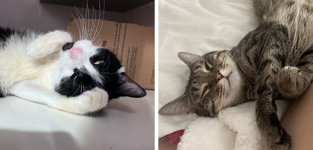Two cats looking at the viewer upside-down on their backs