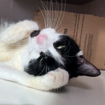 A cat looking at the viewer upside-down on their back