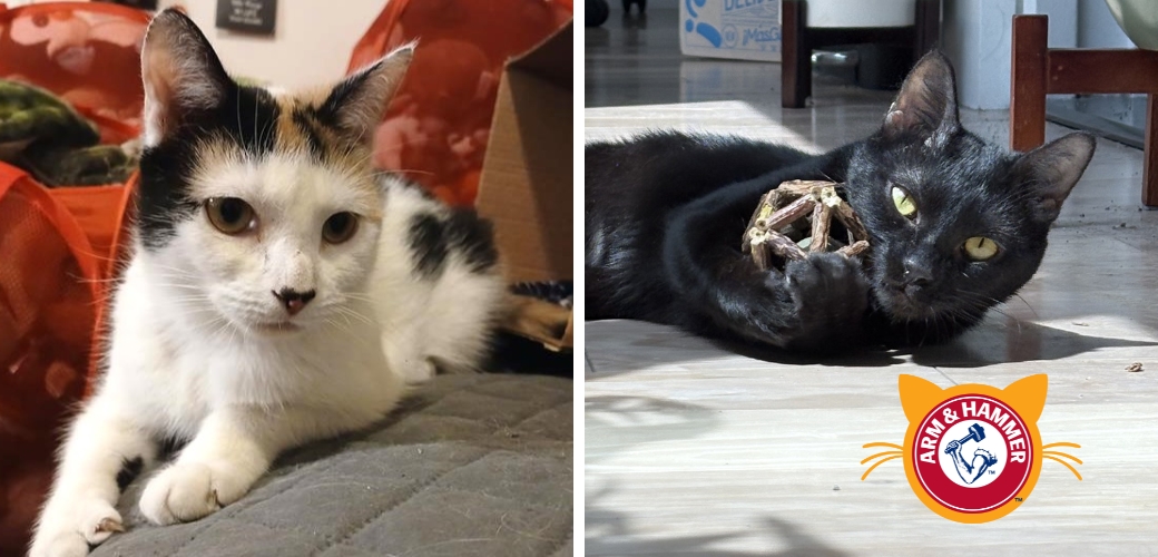 A cat lying on a blanket and a cat with a toy between their paws