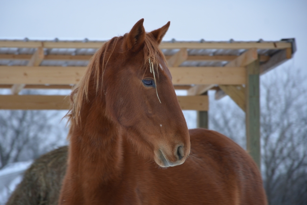 A horse looking to the side in a winter setting