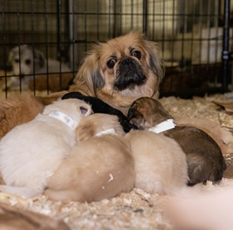small puppy mill dog with her puppies