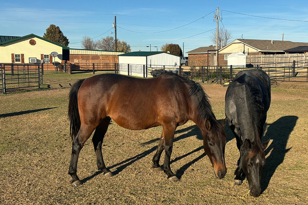 the horses Chief and King