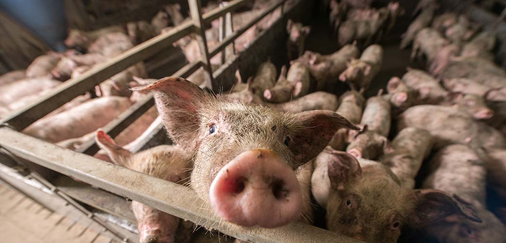 Pigs in a cramped and dirty sty