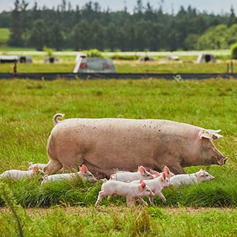 a pig and her babies walking in a field