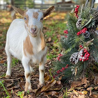 Tan and white goat with a christmas reef