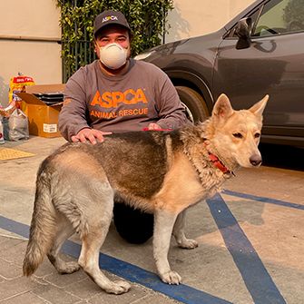 ASPCA responder with german shepherd
