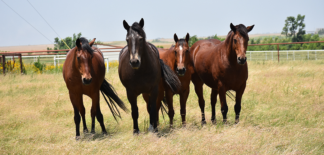 4 horses in a pasture