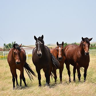 4 horses in a pasture