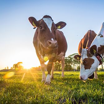 cows in a pasture at sunrise