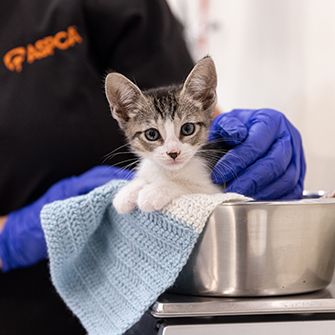 a kitten being weighed by vet