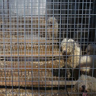 Dogs in a crates at a puppy mill