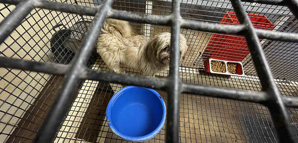 Dog in cage with blue dish