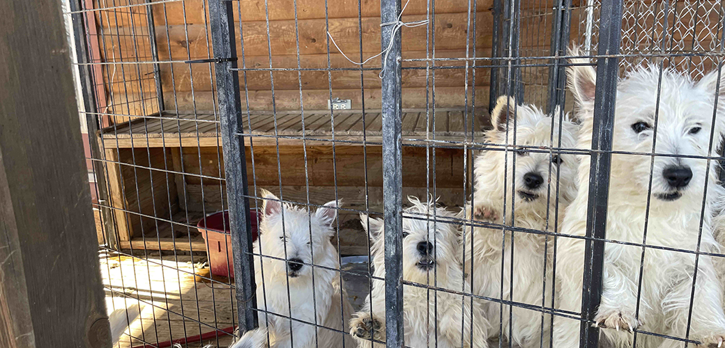 puppy mill dogs in a cage
