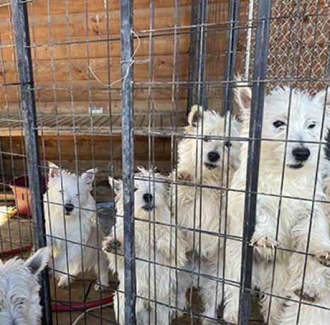 puppy mill dogs in a cage