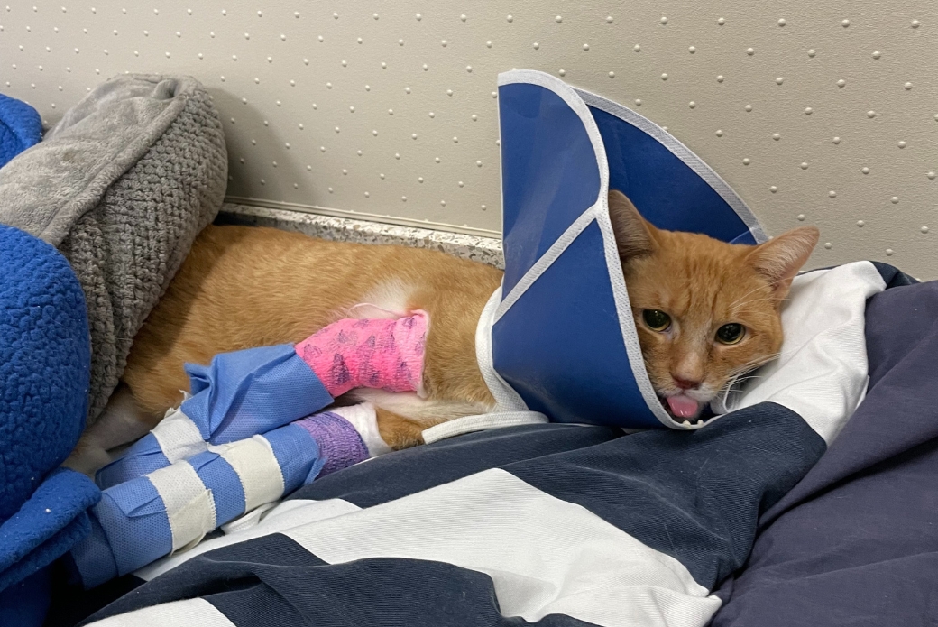 A cat with bandaged legs and an e-collar