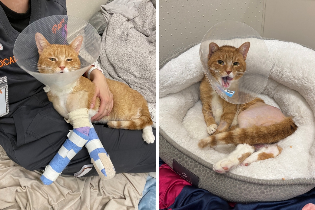 Cat with leg casts and an e-collar resting in a staff member's lap, and a cat with a shaved hip after a surgery
