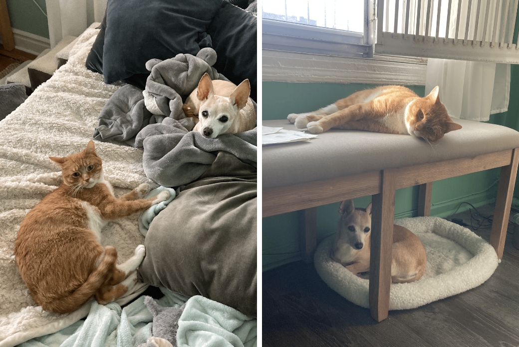 A cat and a small dog on a couch together, and near each other under a window