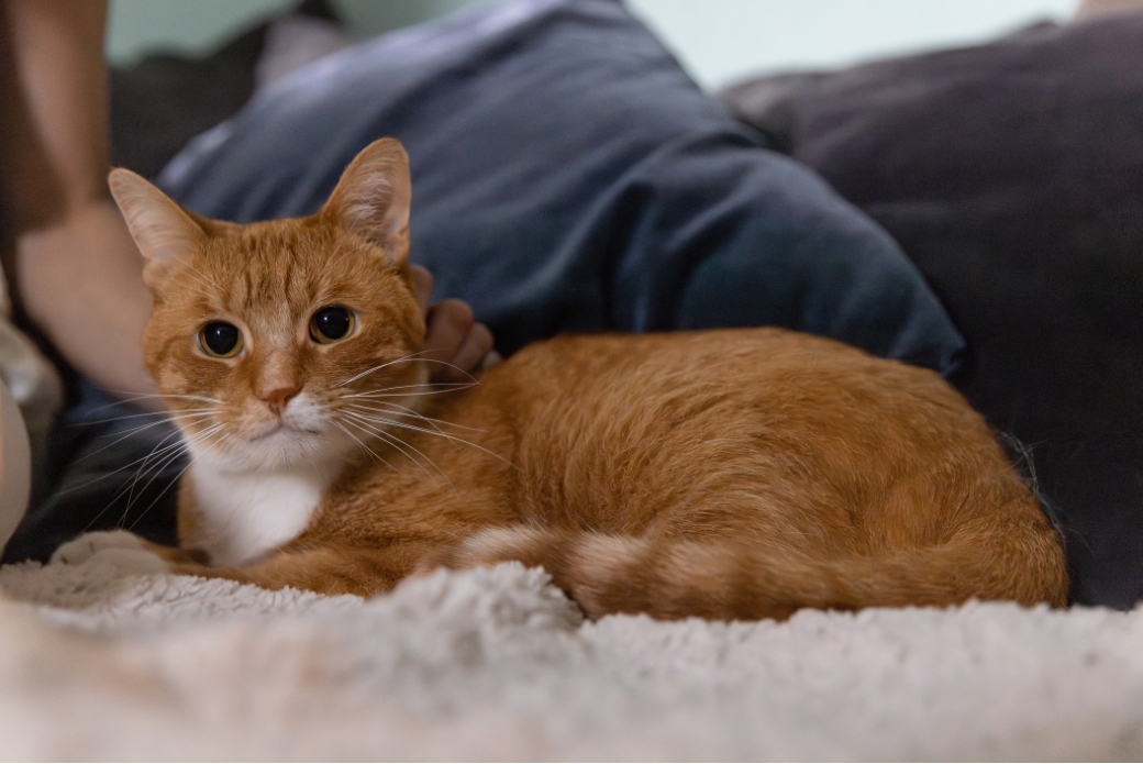 An orange cat on a couch looking happily at the viewer