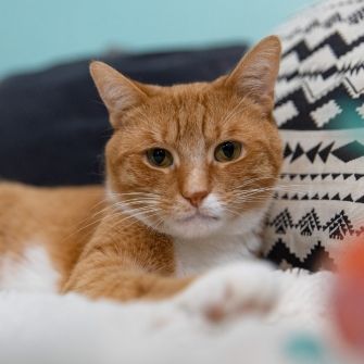An orange cat reaching out with a paw