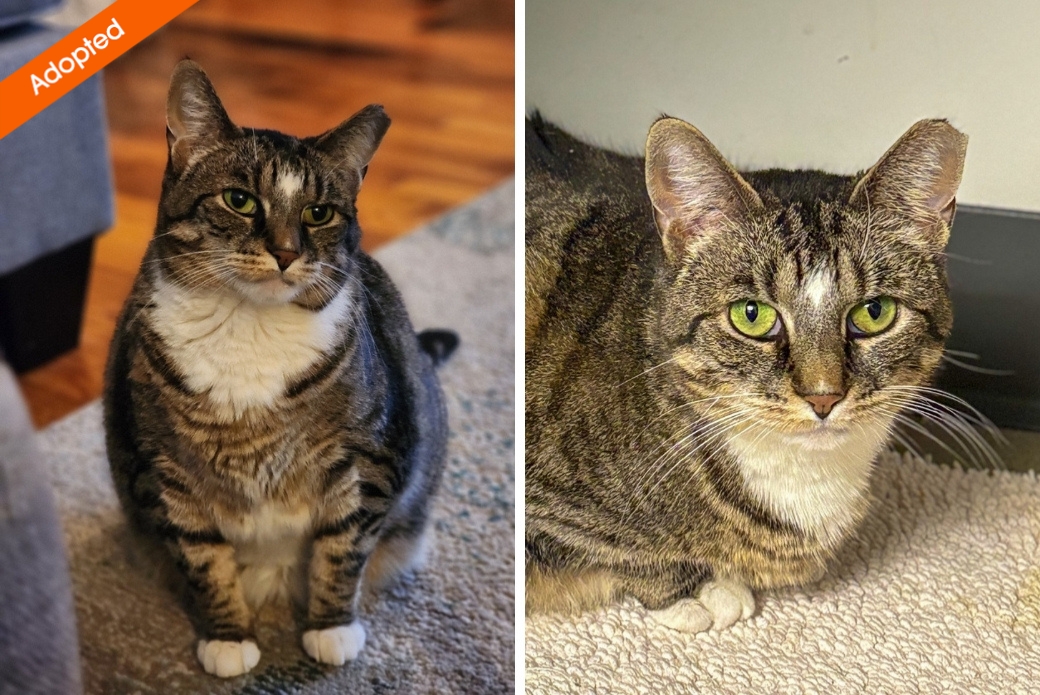 Two pictures of a cat looking calmly at the viewer