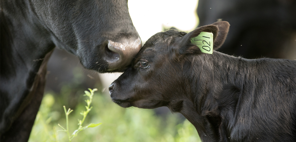 Calf and mother