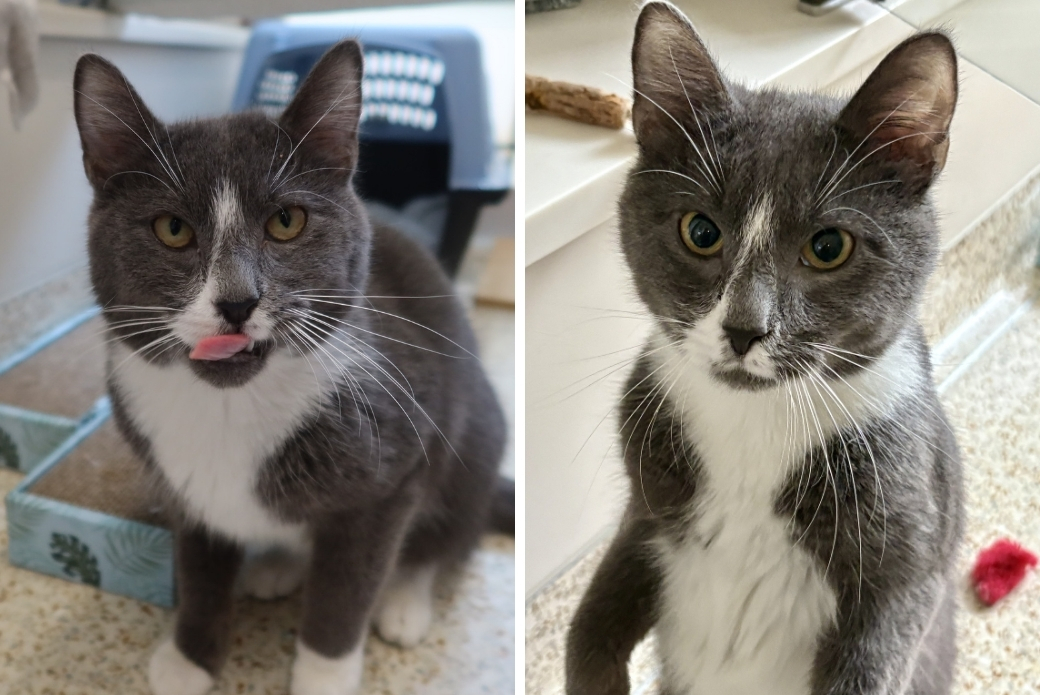 A cat with their tongue sticking out and a cat standing on their haunches