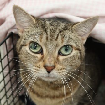 A cat peeking out of a carrier, looking at the viewer