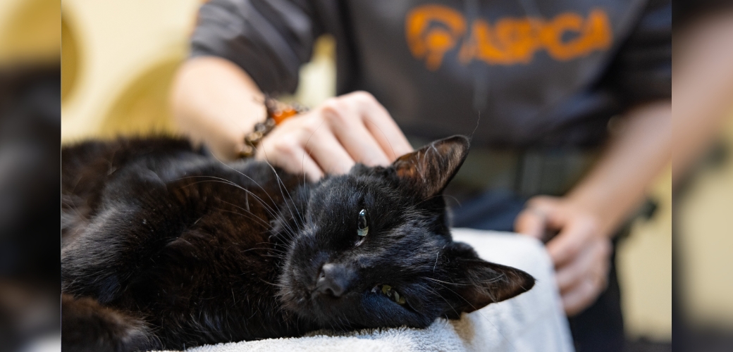 cat being pet while laying down