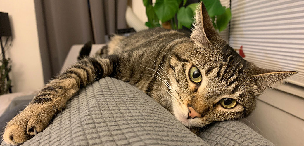 Dora in a foster home